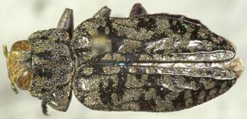 Media type: image;   Entomology 24445 Aspect: habitus dorsal view